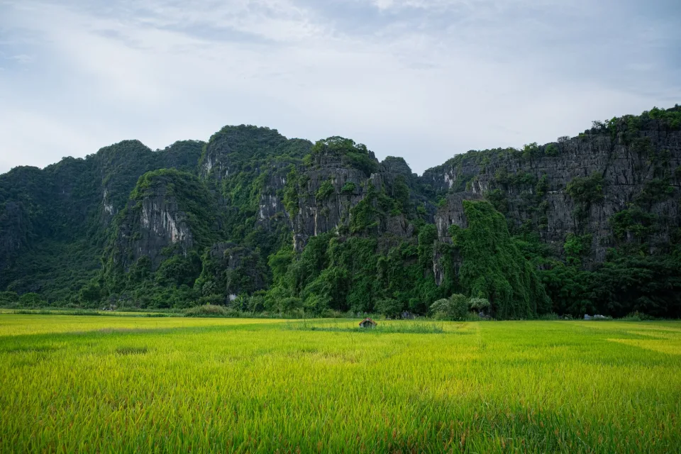 Hạt gạo trong thúng